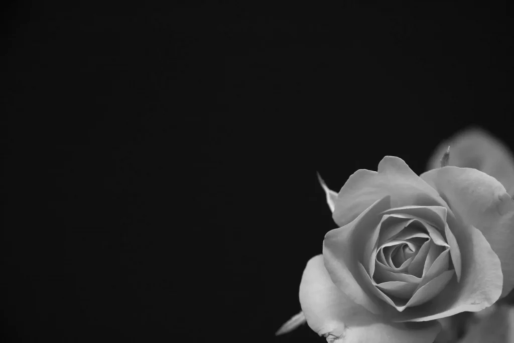 Rosa su sfondo nero